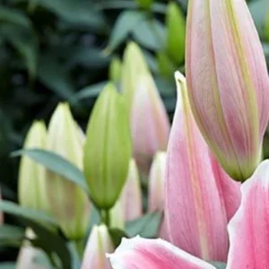 Close-up cluster of pink lily buds