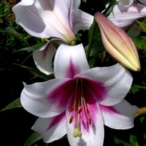 A close up of some flowers with purple and white petals