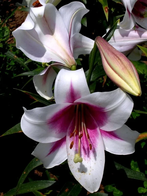A close up of some flowers with purple and white petals