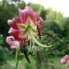 Close-up pink spotted lily bloom in garden