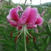 Pink spotted lily with red anthers