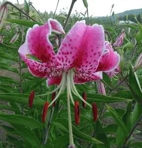 Pink spotted lily with red anthers