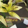 Yellow lily with the word "Centuria" visible.
