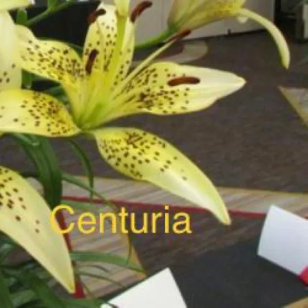 Yellow lily with the word "Centuria" visible.