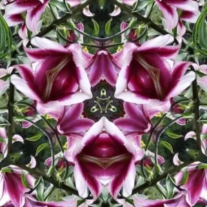 Pink and white lilies in symmetrical pattern.