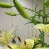 Yellow lilies with green buds and stems.