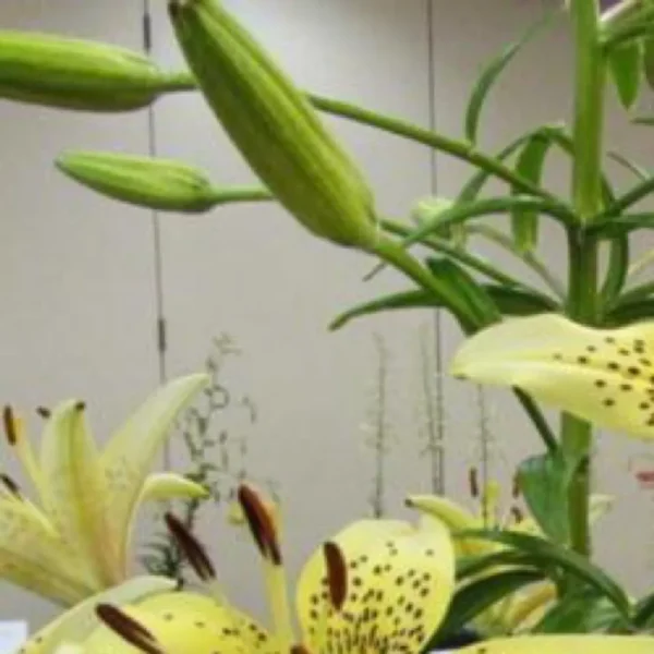 Yellow lilies with green buds and stems.