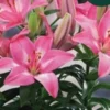 Vibrant pink lily flowers with green leaves