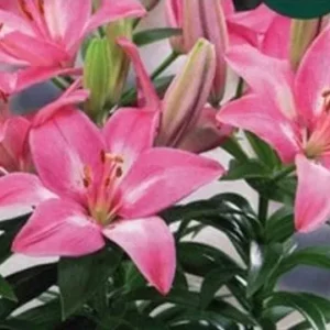 Vibrant pink lily flowers with green leaves