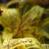 Spotted yellow orchid with blurred background.