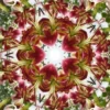 Kaleidoscope pattern of pink and green flowers.