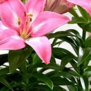 Close-up pink lily blossom with glossy leaves
