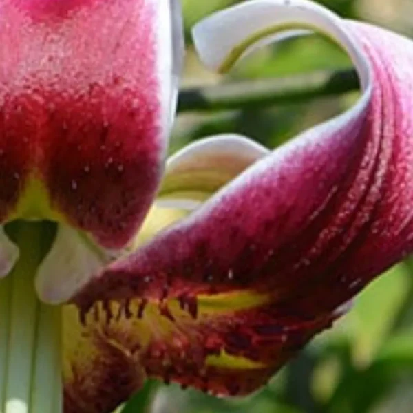 Curled maroon lily petal with yellow throat