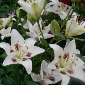 White lilies with red markings in bloom.