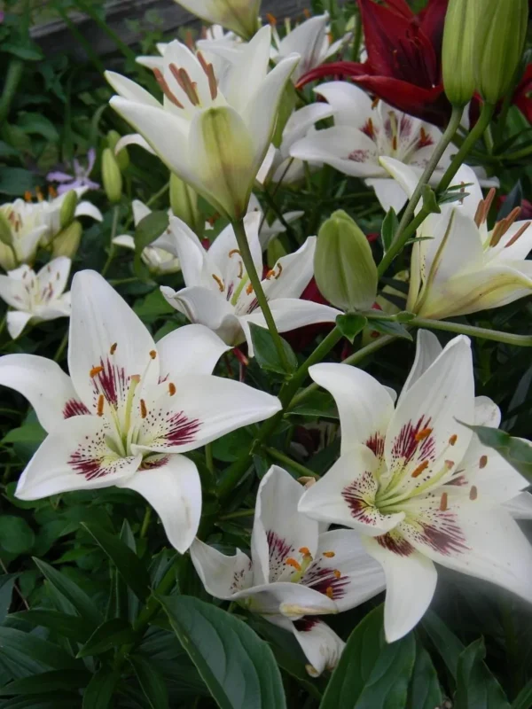 White lilies with red markings in bloom.