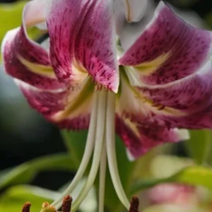 Purple and white lily blooming in sunlight.