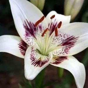 White lily with purple and red markings.
