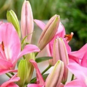 Pink oriental lilies with green unopened buds