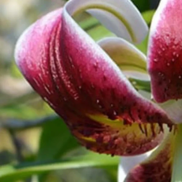 Close-up of a vibrant pink flower.