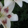 White lilies with dark red speckles.
