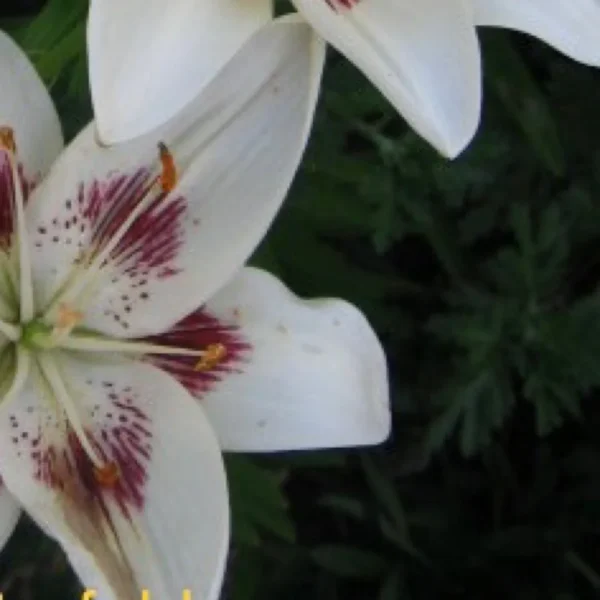 White lilies with dark red speckles.