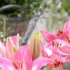 A close up of pink flowers with water in the background