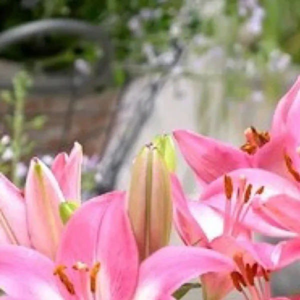 A close up of pink flowers with water in the background