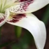 Close-up of a white and purple flower.