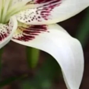 Close-up of a white and purple flower.