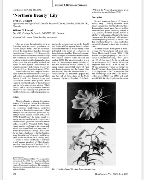 Article about 'Northern Beauty' Lily cultivation.