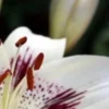 Close-up white lily with red anthers