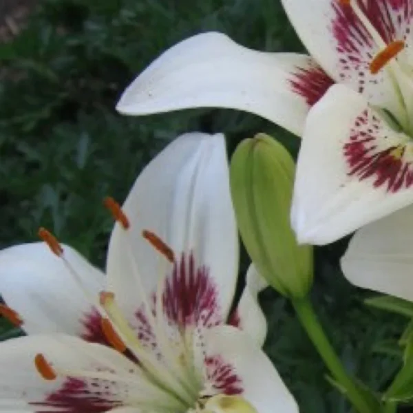 White lilies with maroon speckles blooming.