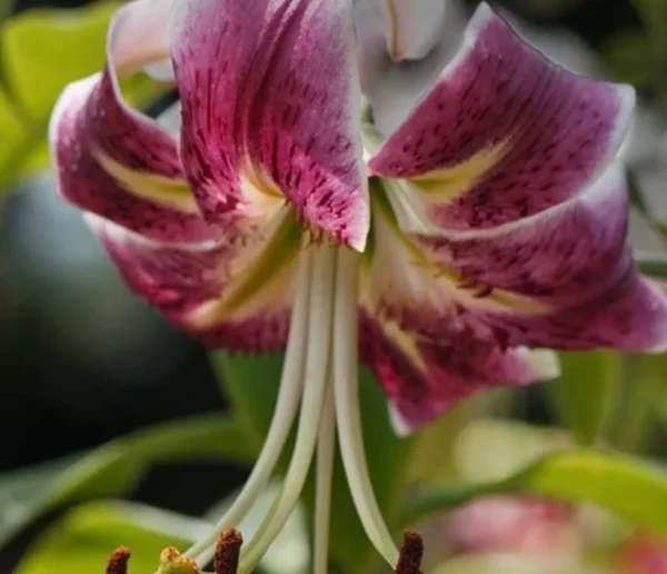 Purple and white lily blooming downward.