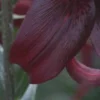 Close-up of dark red flower petals.