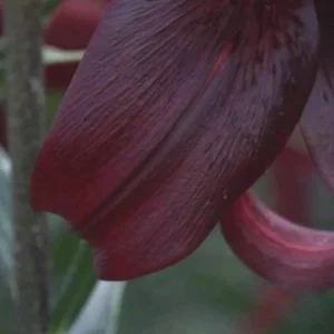 Close-up of dark red flower petals.