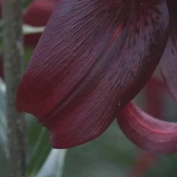 Close-up of dark red flower petals.