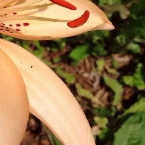 Close-up of a blooming peach lily.