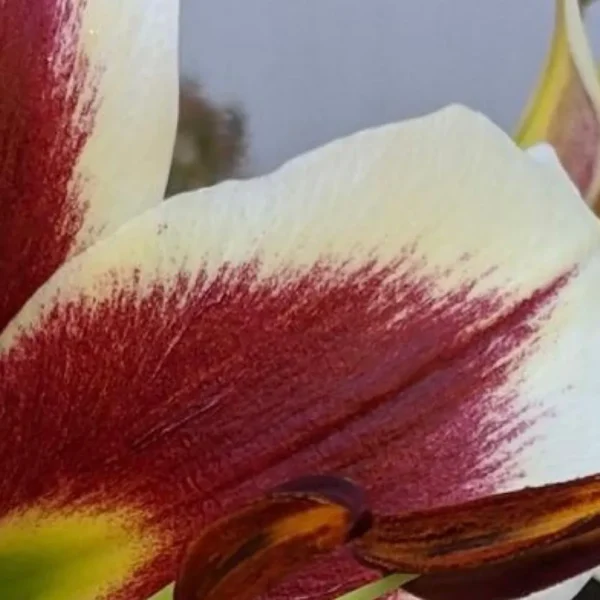 Close-up red and white lily petal with stamen
