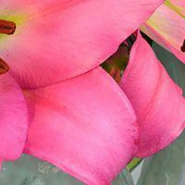 Close-up pink lily petals and stamen