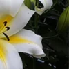 White lily with yellow center in bloom.