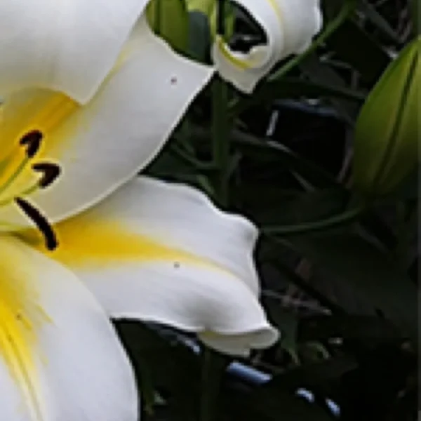 White lily with yellow center in bloom.