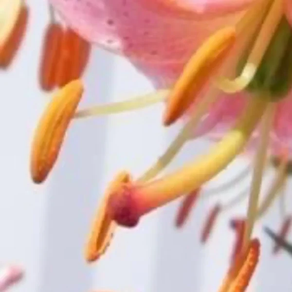 Close-up of pink lily stamens and petals.