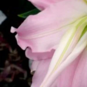 Ruffled soft pink lily petal close-up