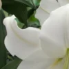 Close-up of white lily petals and leaves