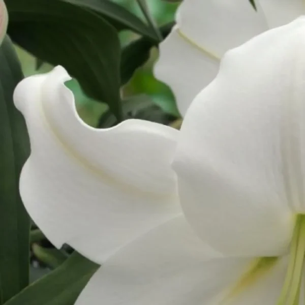 Close-up of white lily petals and leaves