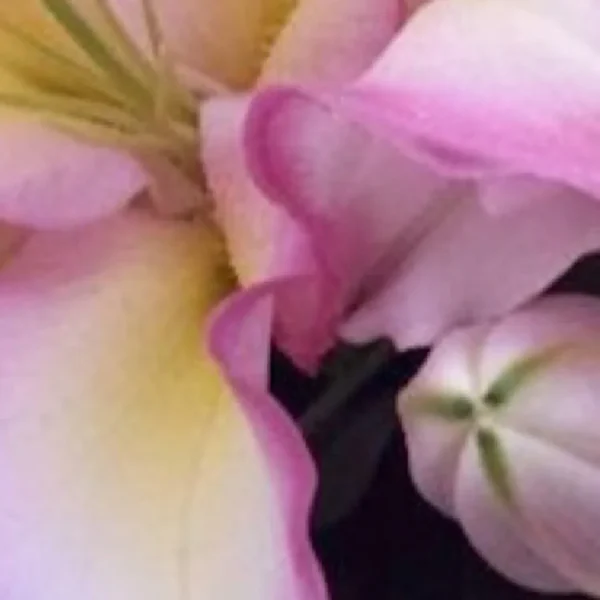 Pink and yellow flowers in close-up.