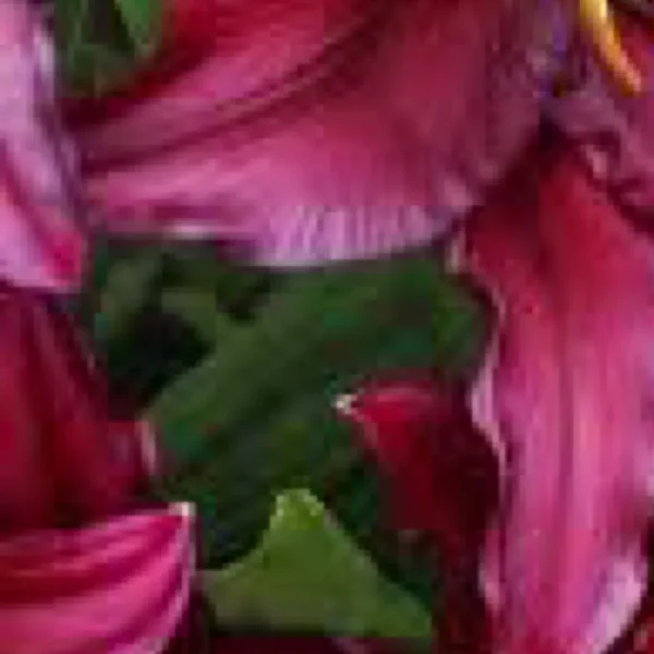 Close-up of vibrant pink and purple flowers.