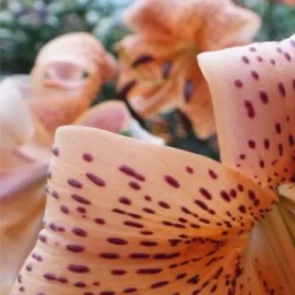 Close-up of spotted orange lilies in bloom.