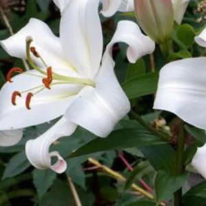 White lily with orange stamens
