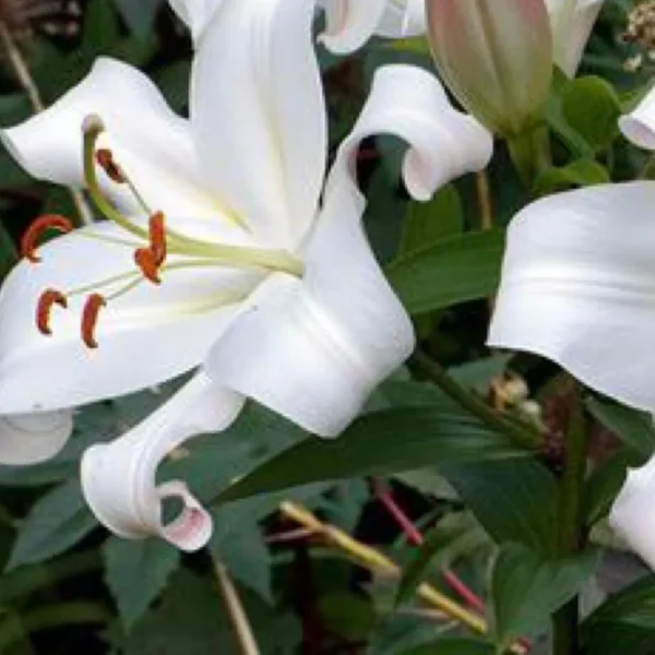 White lily with orange stamens